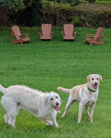 Two dogs on a grassy lawn with four red Adirondack chairs and wooded hillside in background