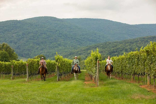 Horseback Rides