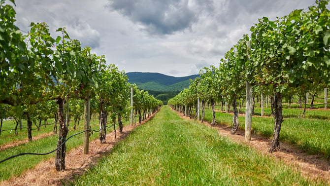 Why You Should Stay in a Charlottesville Vacation Rental