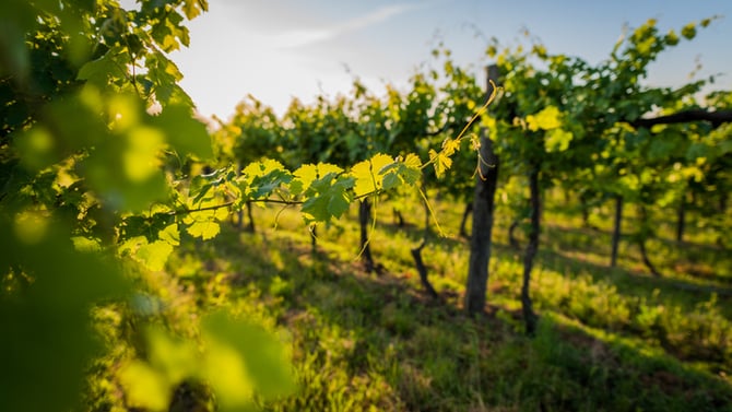 King Family Vineyards