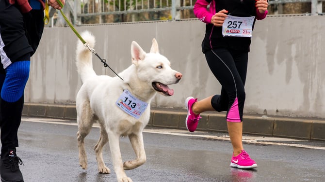 Bow-WOW-Walk