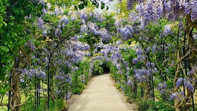 Charlottesville in Spring