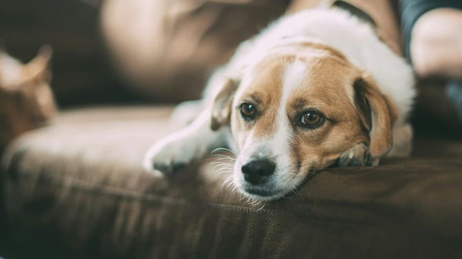 Pet-Friendly Vacation Rentals in Charlottesville, VA