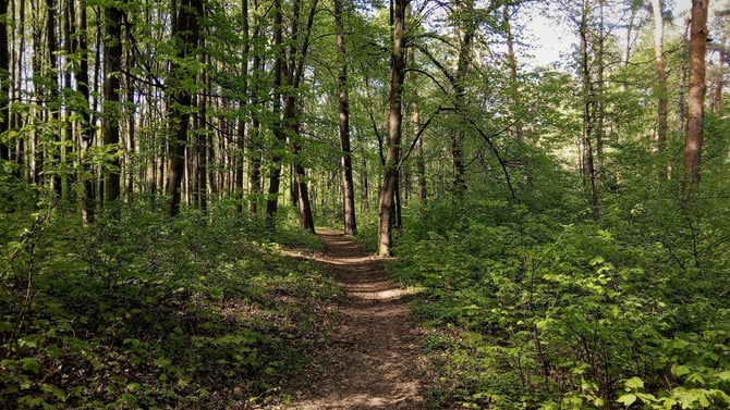 Loop de'Ville Trailfest