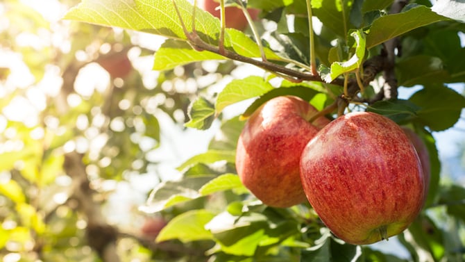 Ablemarle CiderWorks