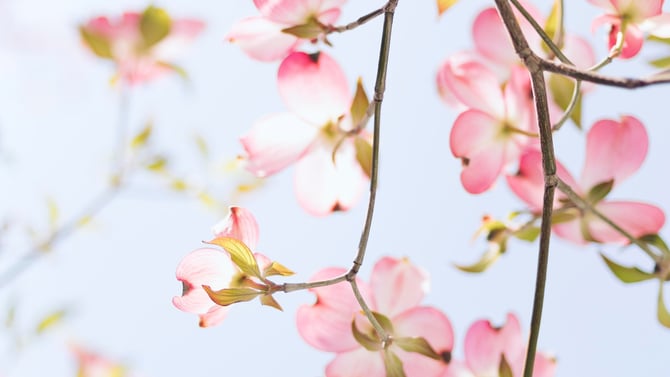 Dogwood Grand Parade